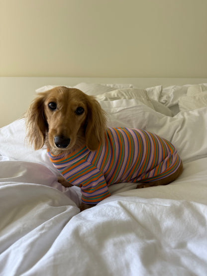 Pumpkin Chai Dog Shirt