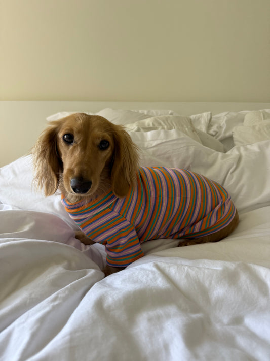Pumpkin Chai Dog Shirt