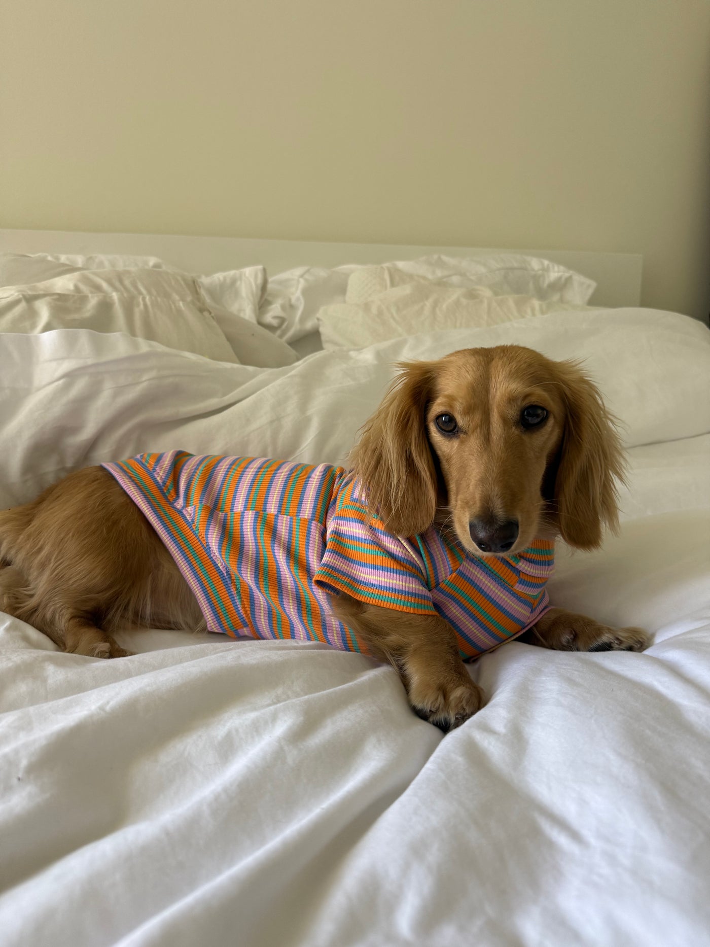 Smallboy Pumpkin Chai Dog Shirt