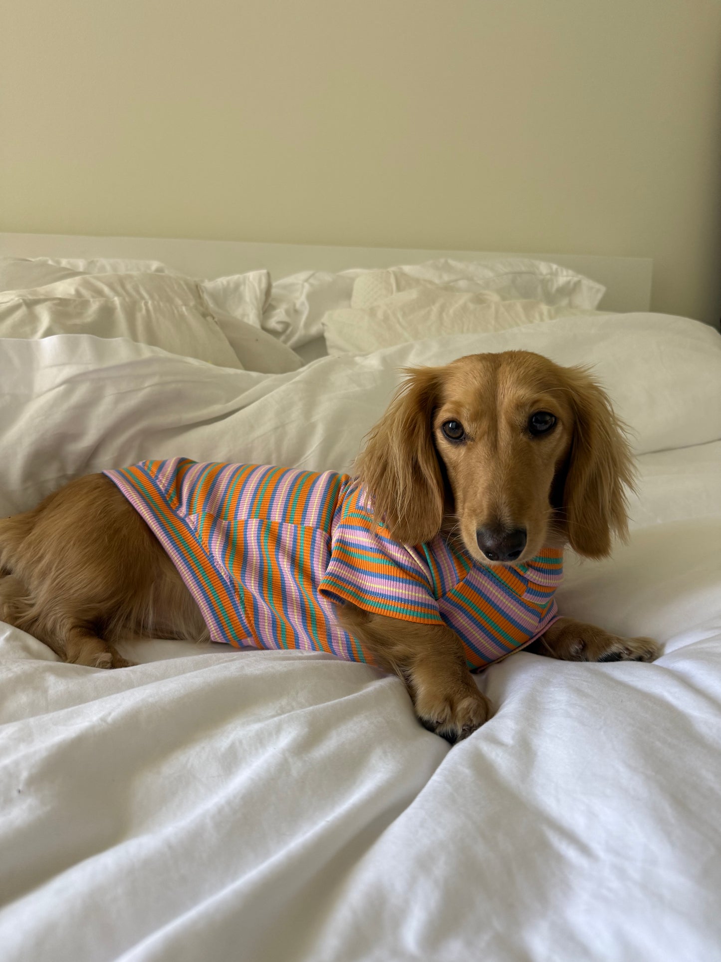 Pumpkin Chai Dog Shirt