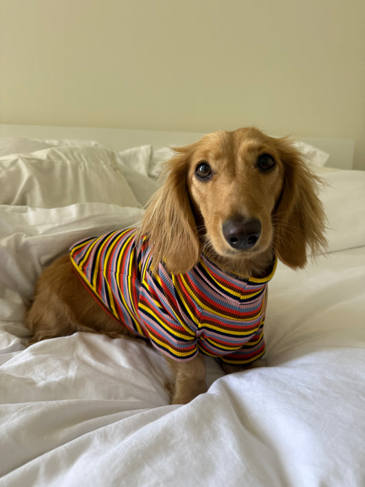 Roller Disco Dog Shirt