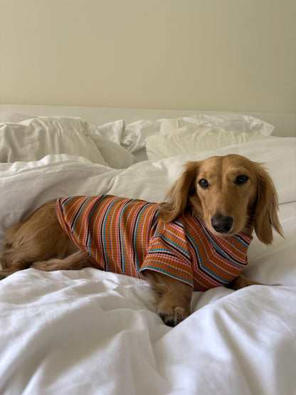 Cinnamon Swirl Dog Shirt
