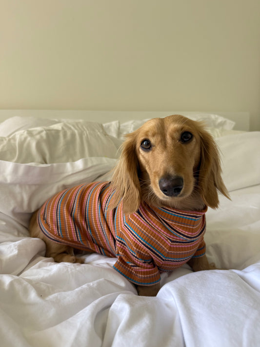 Cinnamon Swirl Dog Shirt