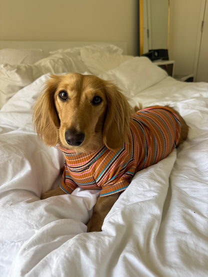 Cinnamon Swirl Dog Shirt