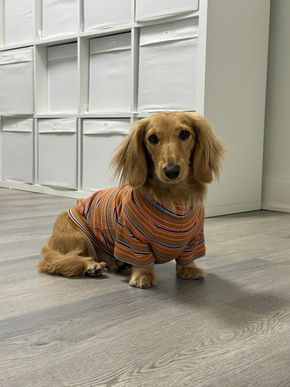 Cinnamon Swirl Dog Shirt