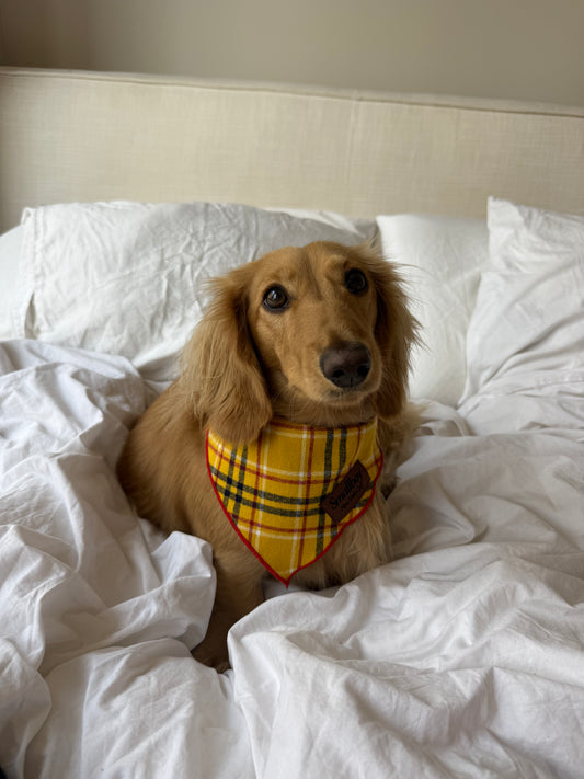 Daisy Duke Bandana