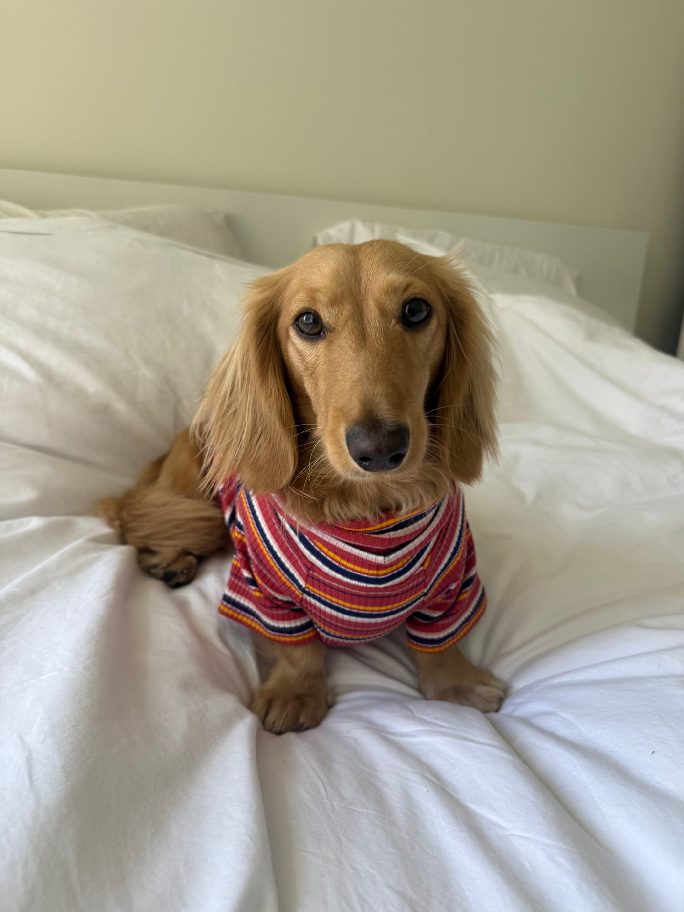 Smallboy Cranberry Harvest Dog Shirt