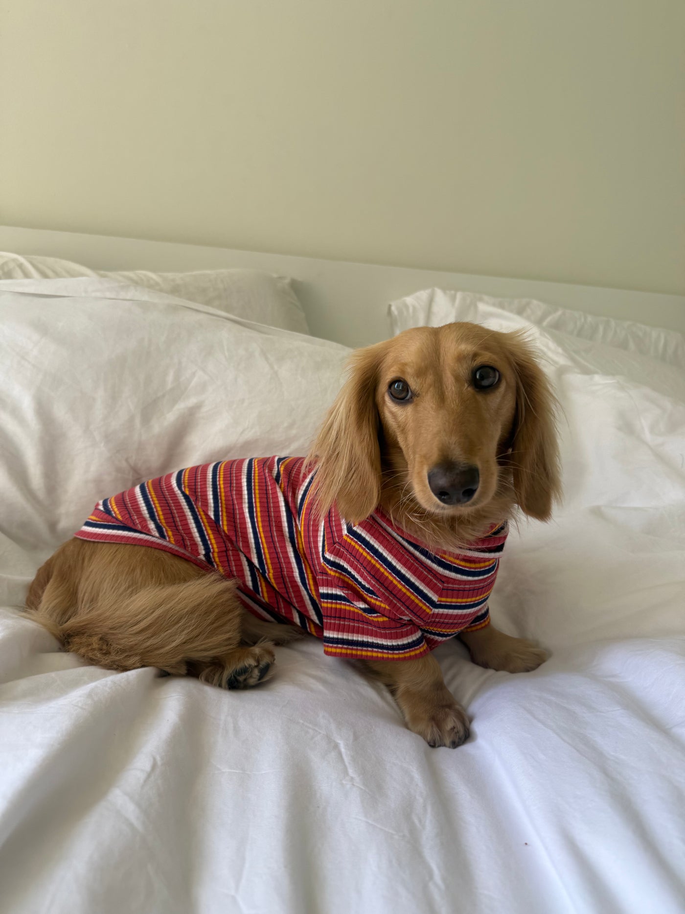Smallboy Cranberry Harvest Dog Shirt