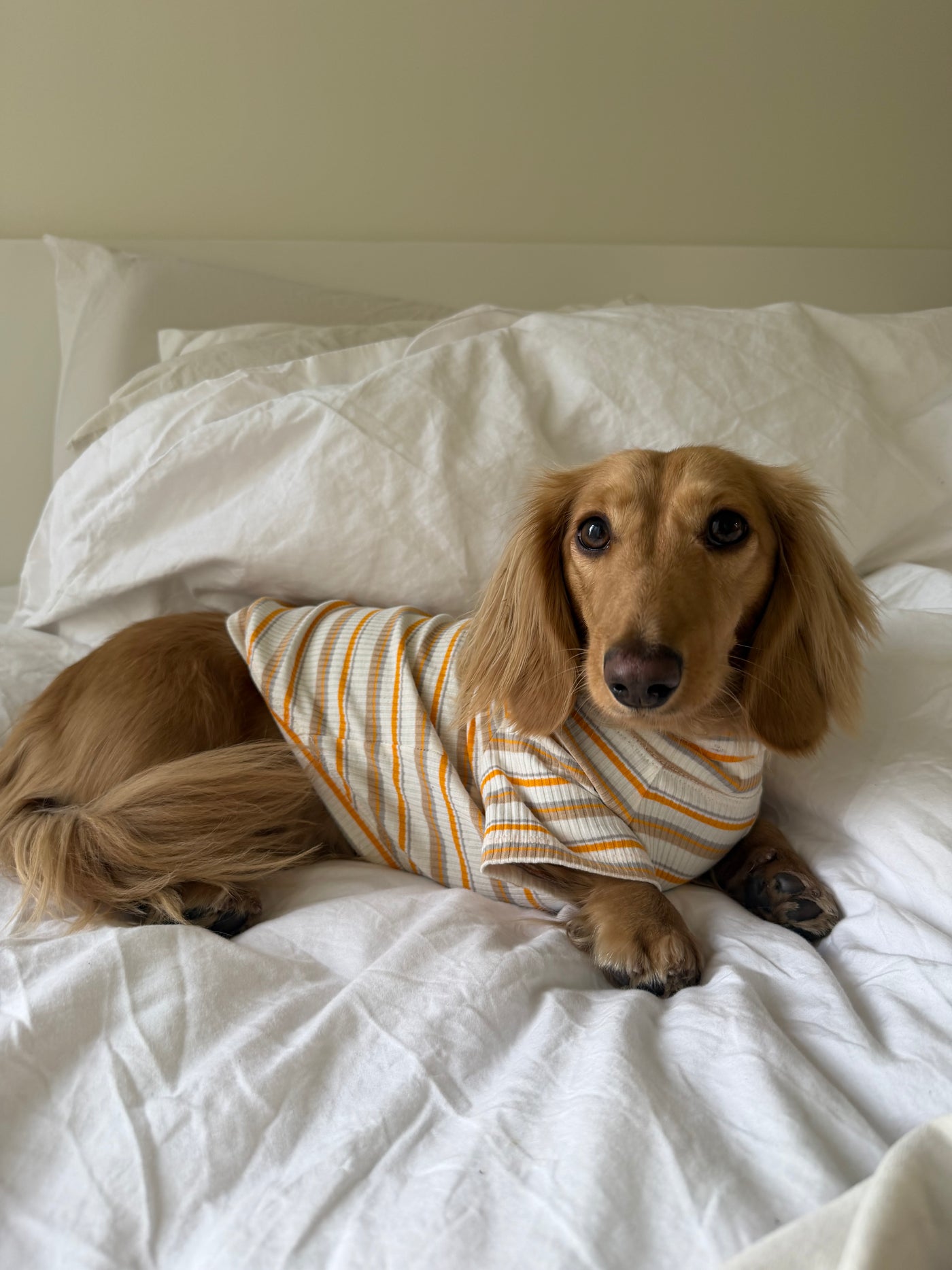 Smallboy Caramel Drizzle Dog Shirt
