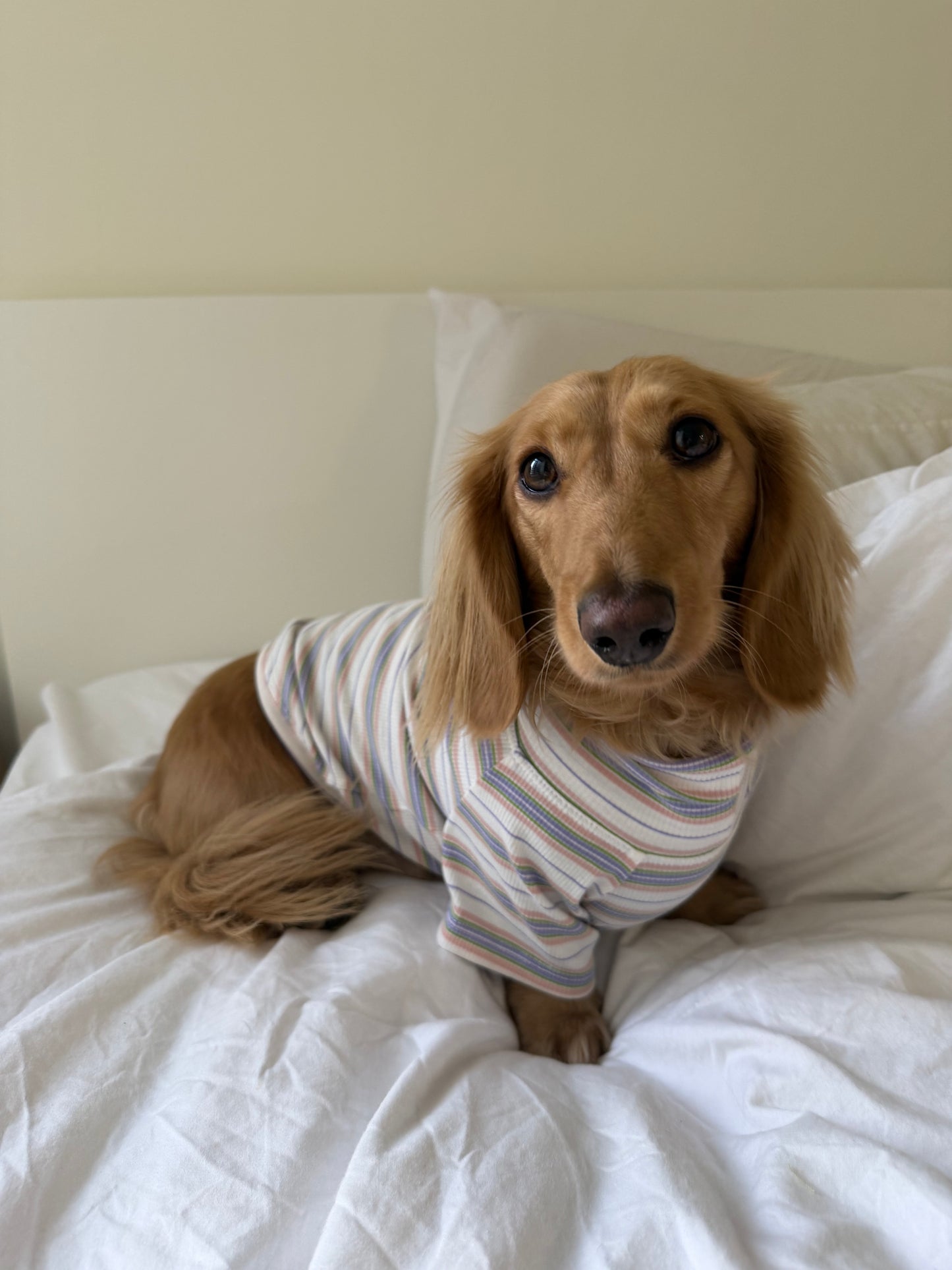 Frosted Cupcake Dog Shirt