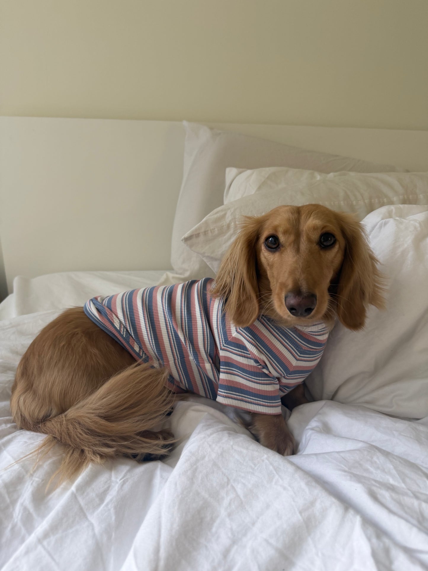 Blueberry Muffin Dog Shirt