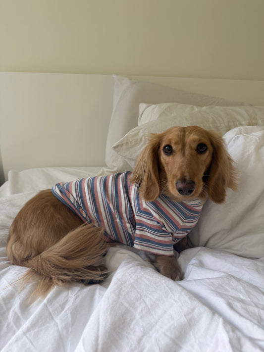 Blueberry Muffin Dog Shirt