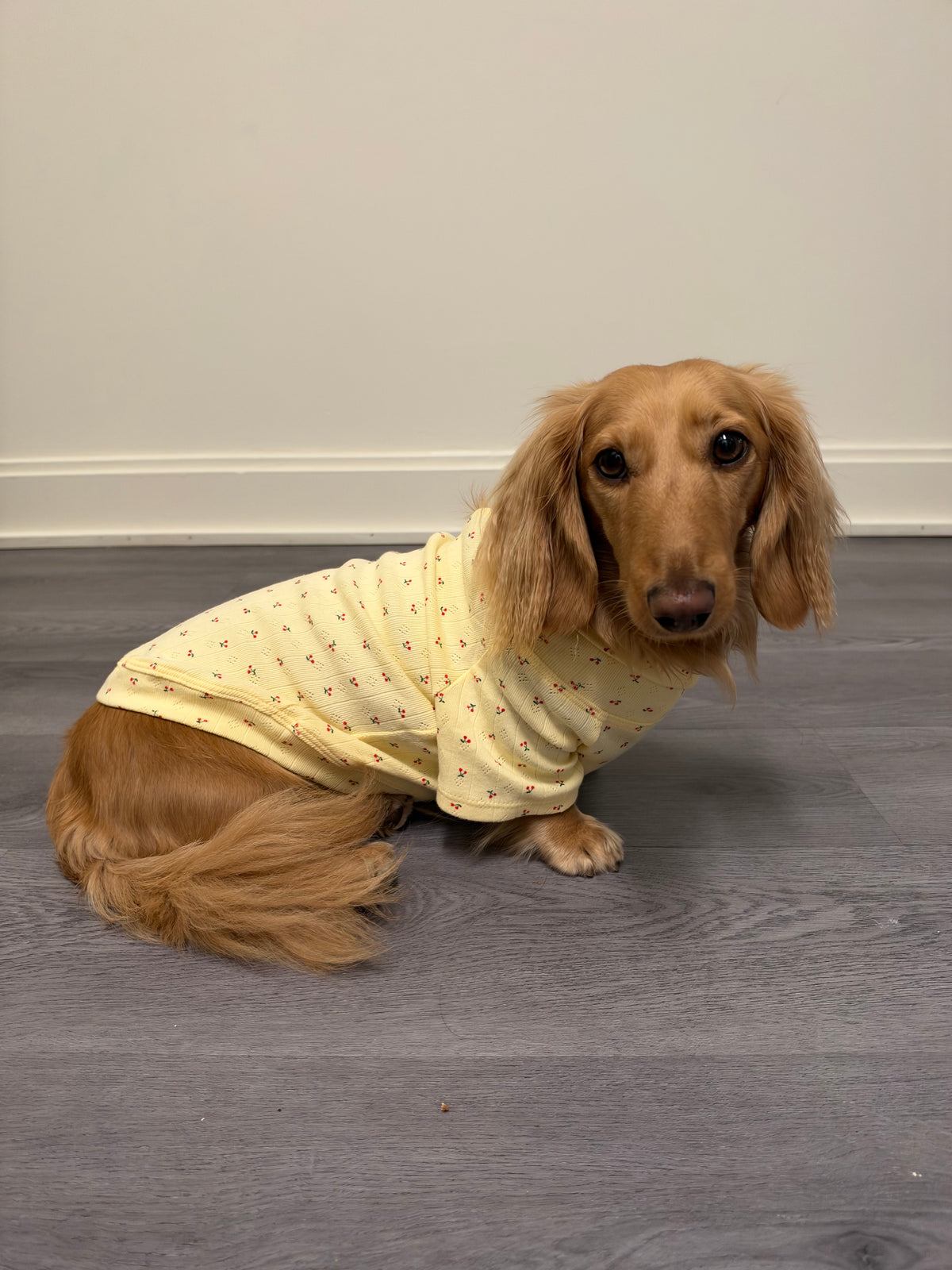 Buttercup Dog Shirt
