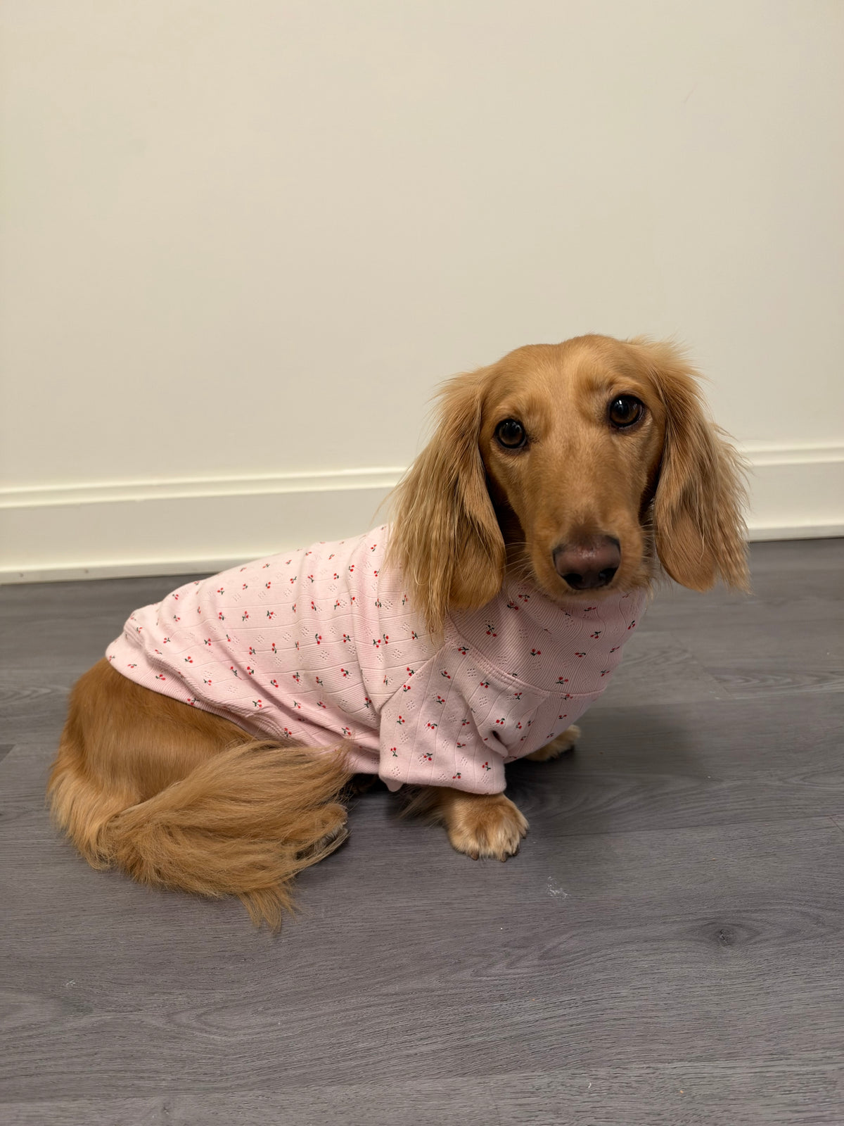 Cherry Cream Dog Shirt