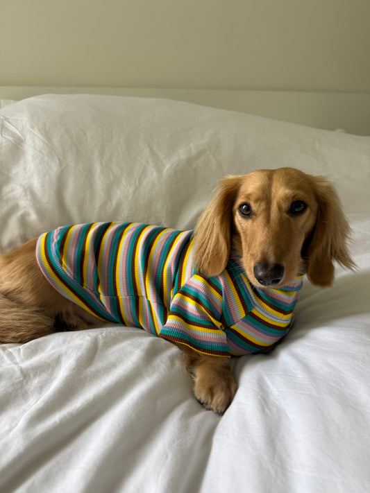 Blue Candy Stripe Dog Shirt