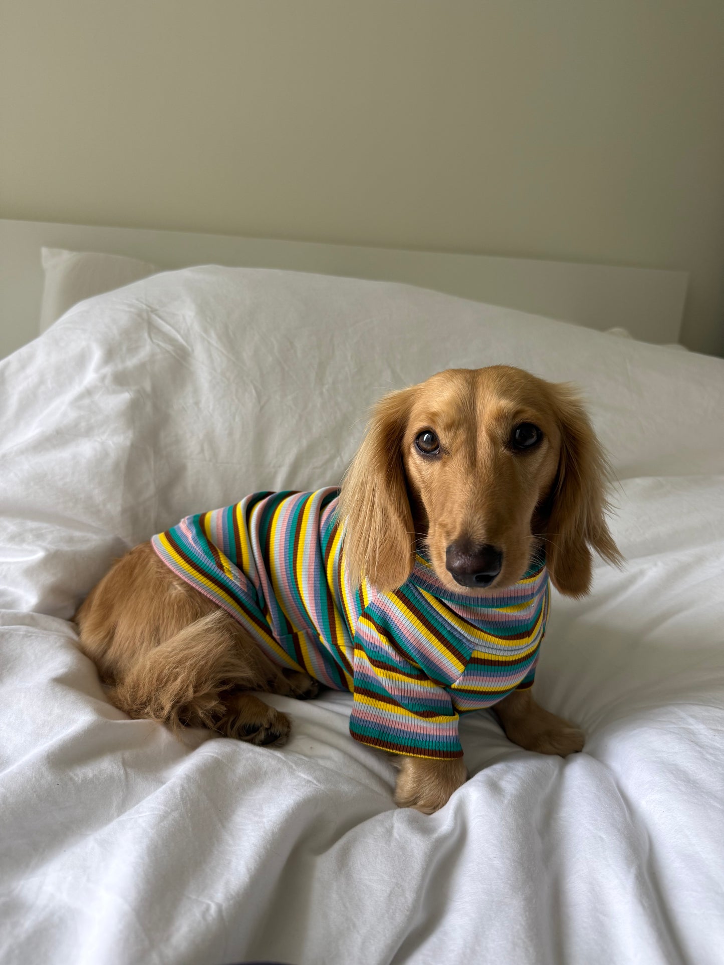 Blue Candy Stripe Dog Shirt