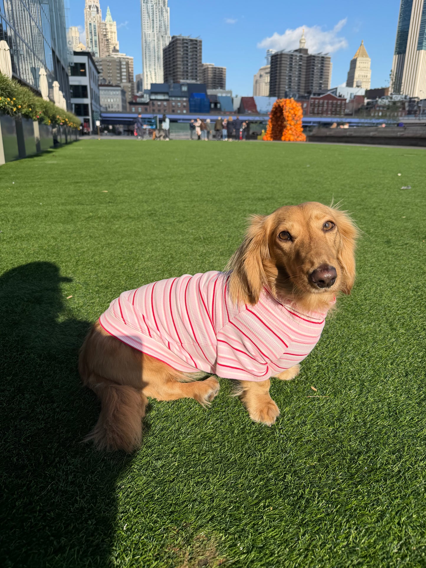 Strawberry Milk Dog Shirt