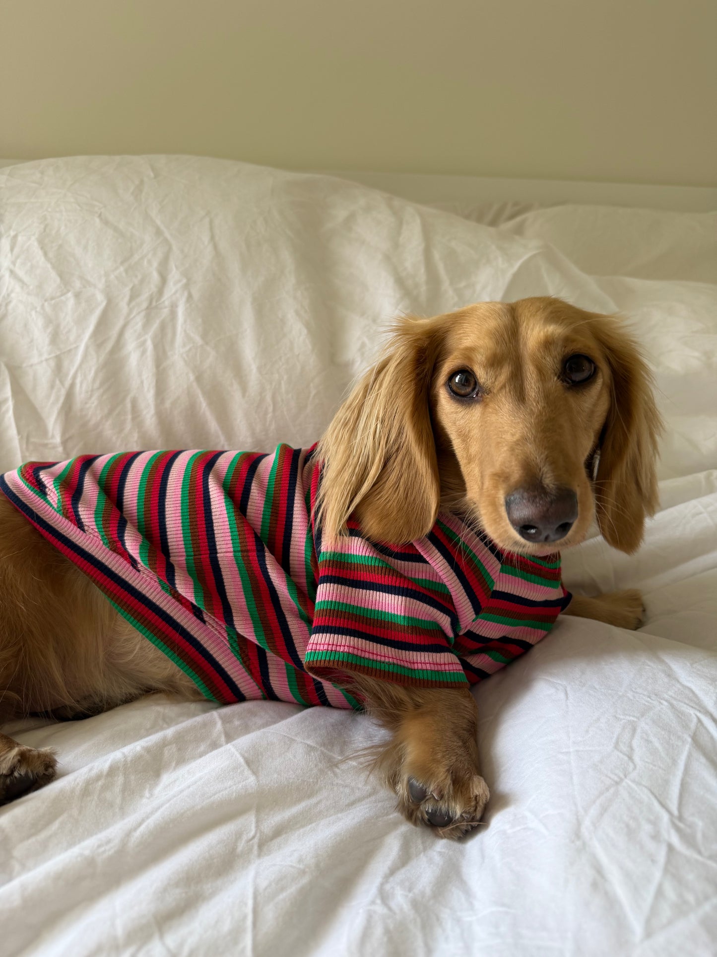 Holiday Pop Dog Shirt