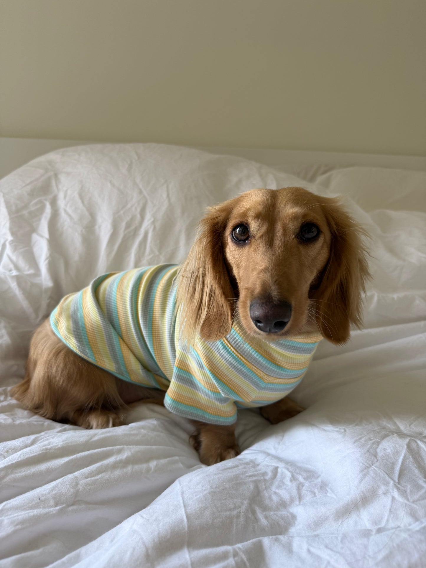Honeydew Dog Shirt