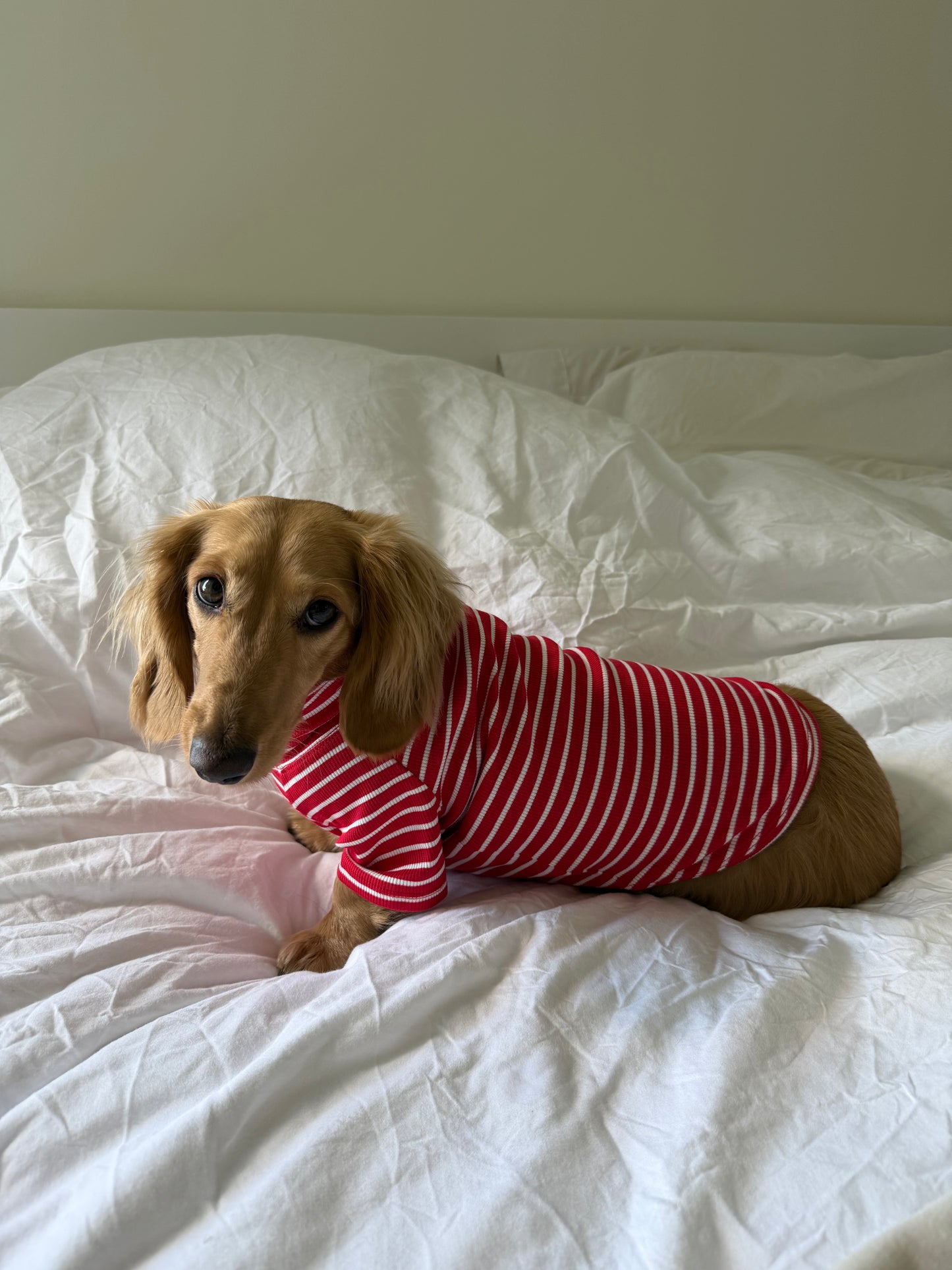 Candy Cane Dog Shirt