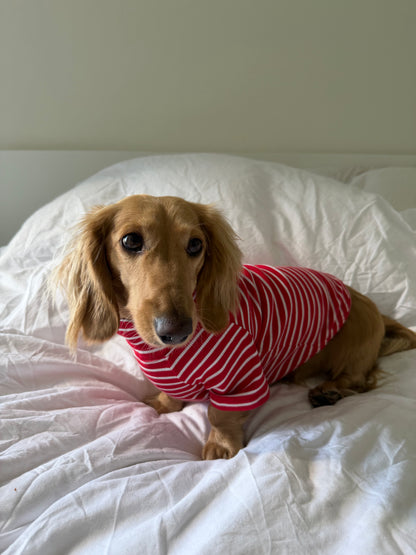 Candy Cane Dog Shirt
