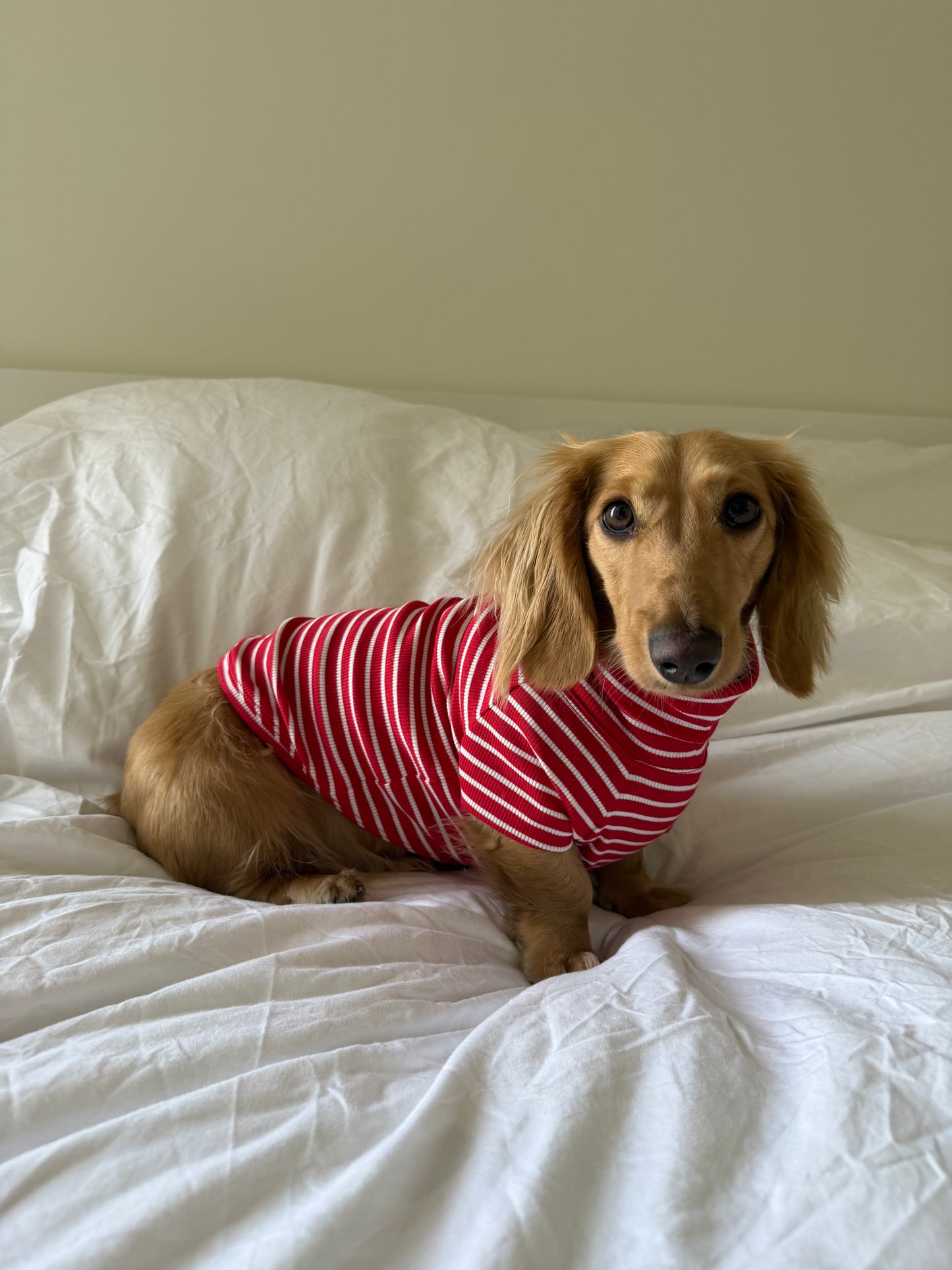 Candy Cane Dog Shirt
