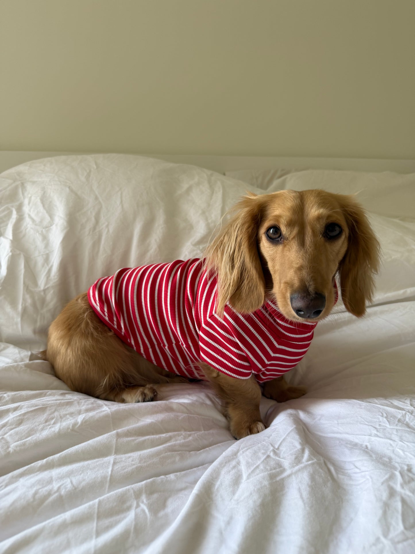 Candy Cane Dog Shirt