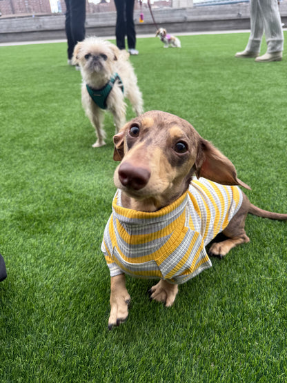 Honey & Haze Dog Shirt