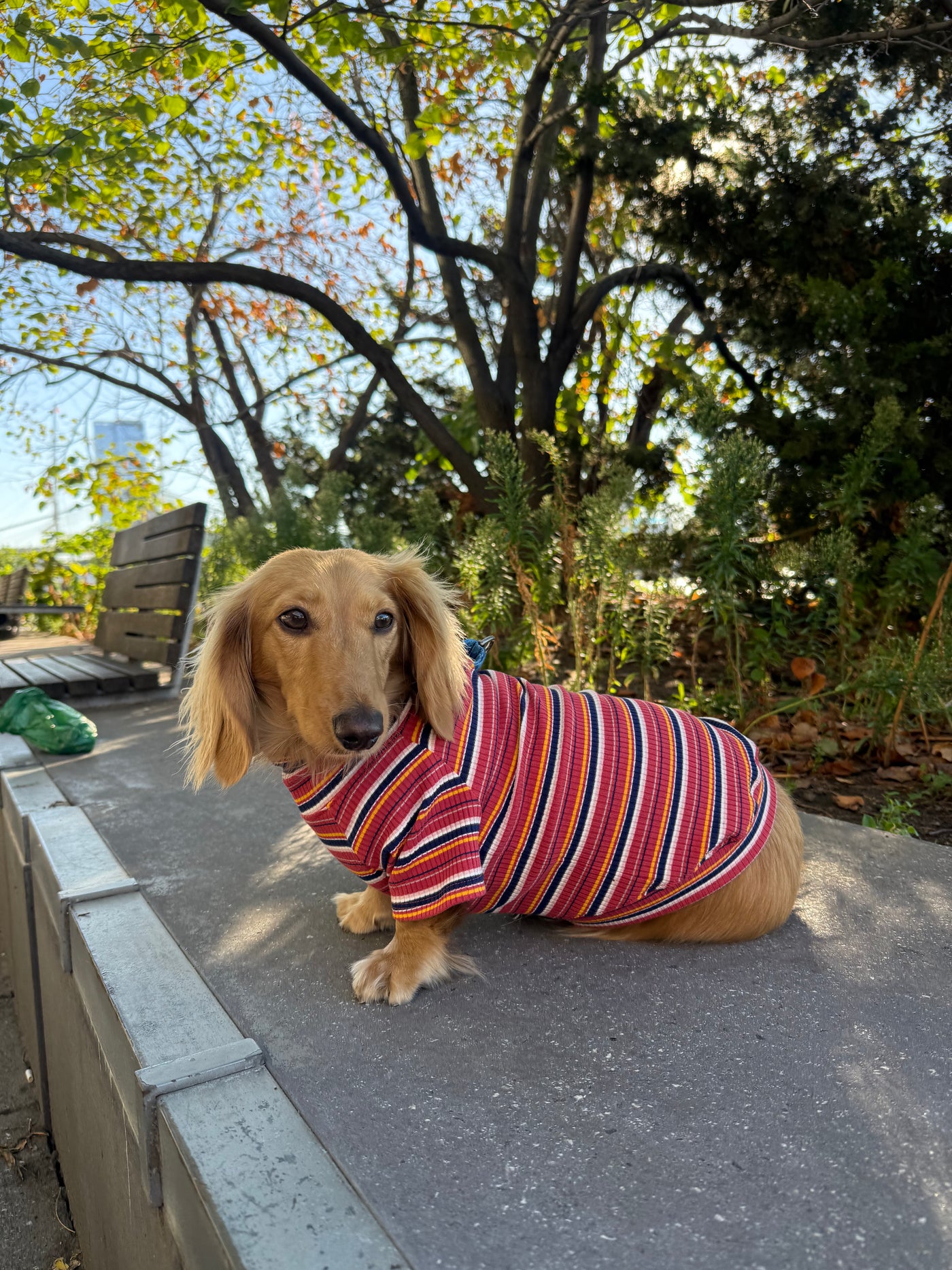 Smallboy Cranberry Harvest Dog Shirt
