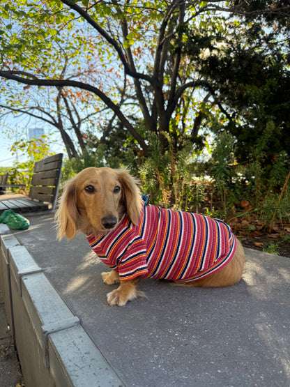 Cranberry Harvest Dog Shirt