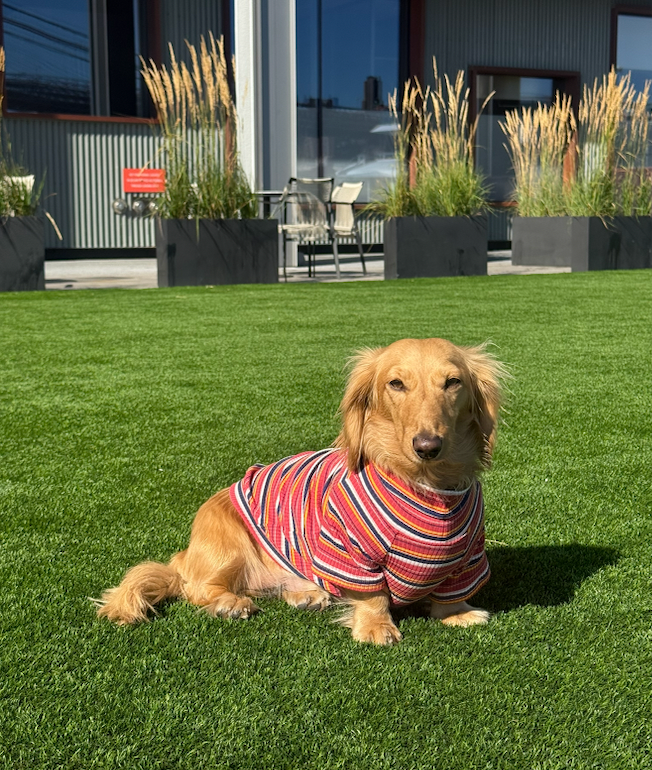 Smallboy Cranberry Harvest Dog Shirt