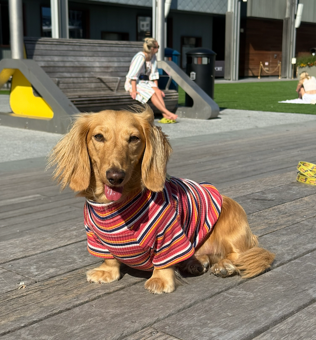 Smallboy Cranberry Harvest Dog Shirt