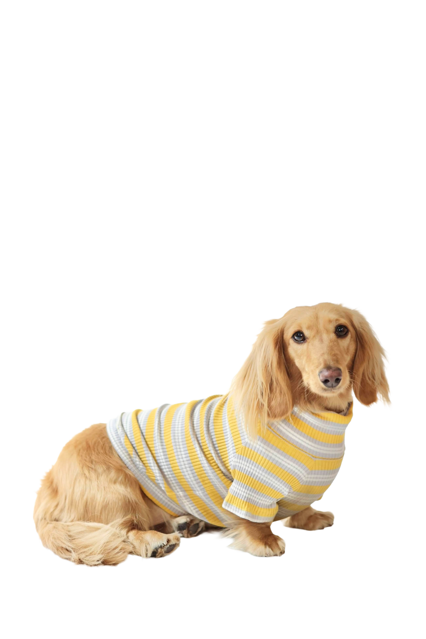 Honey & Haze Dog Shirt