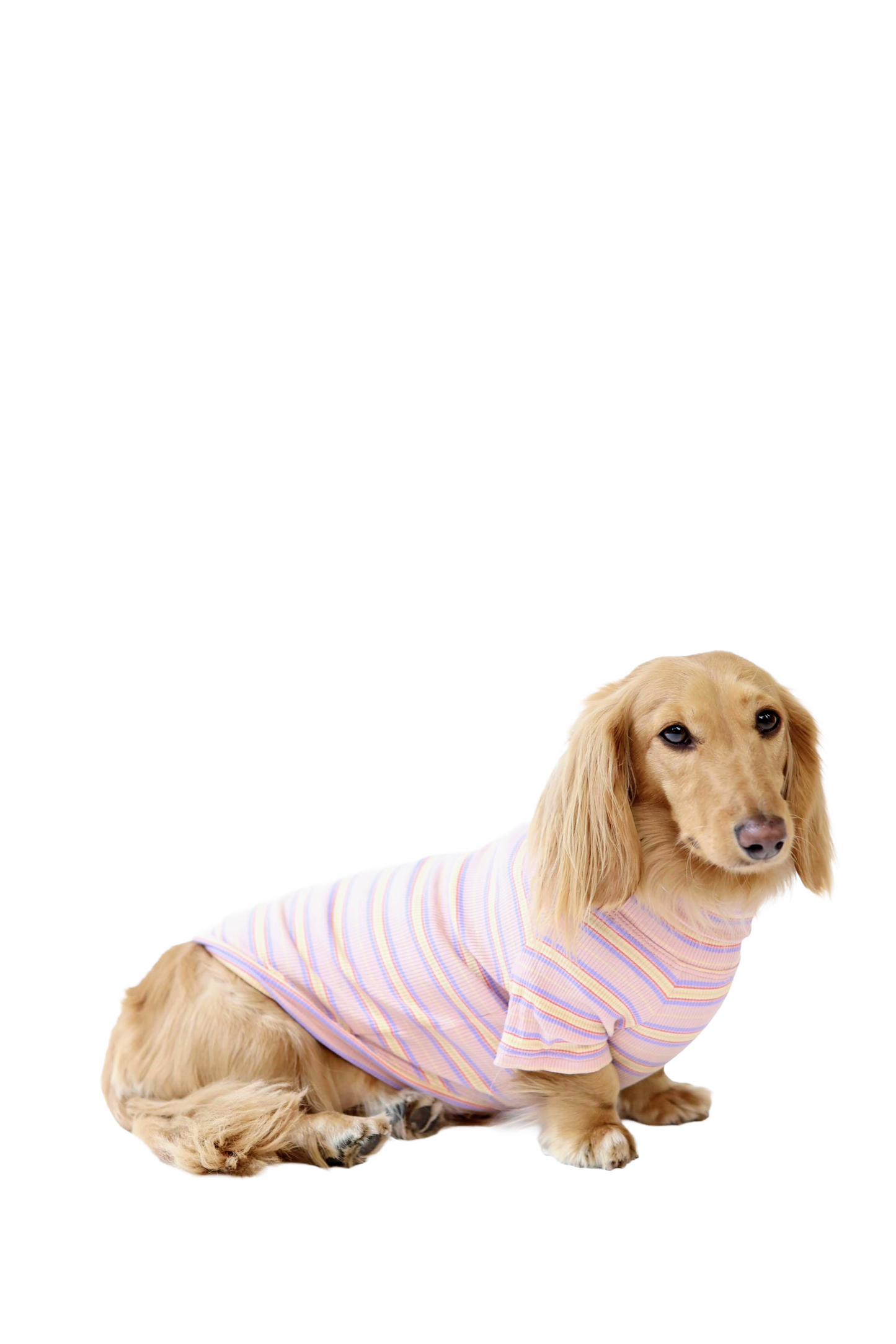 Sunset Sorbet Dog Shirt