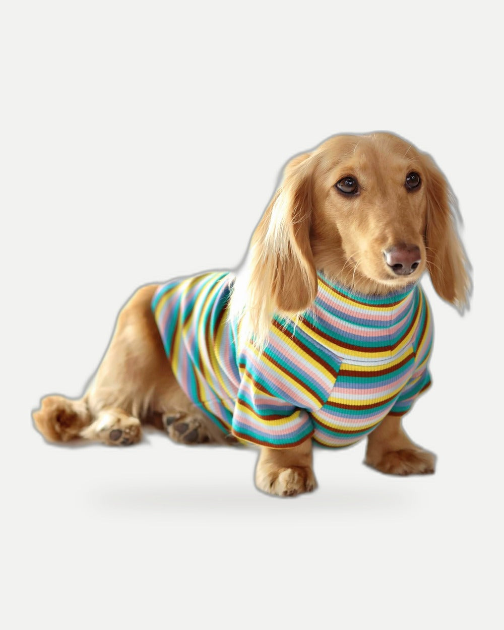 Blue Candy Stripe Dog Shirt
