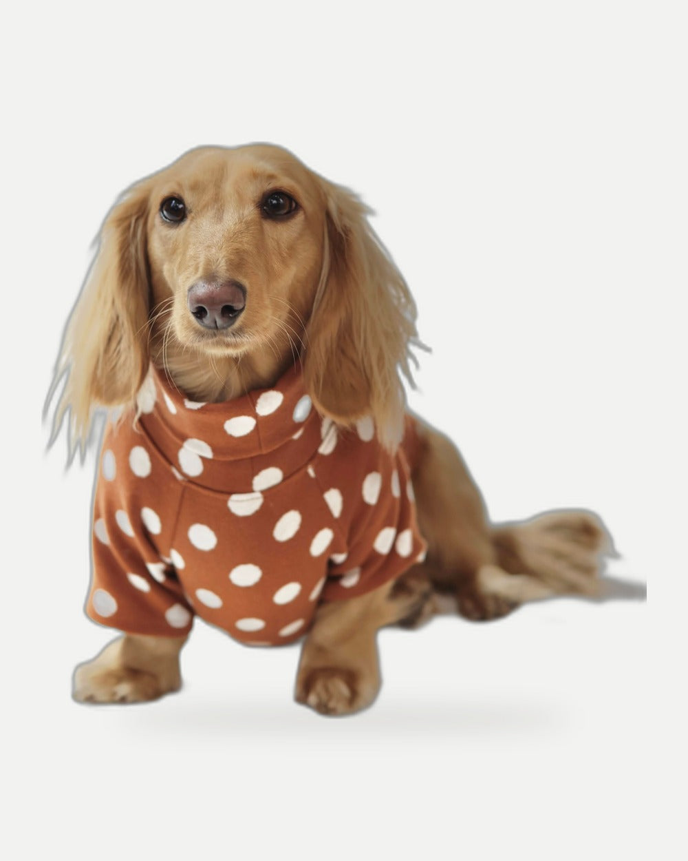 Brown Polka Dot Dog Sweater