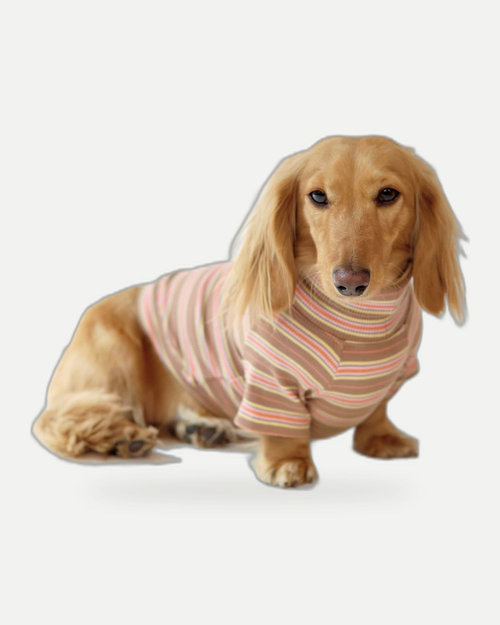 Cocoa Stripe Dog Shirt