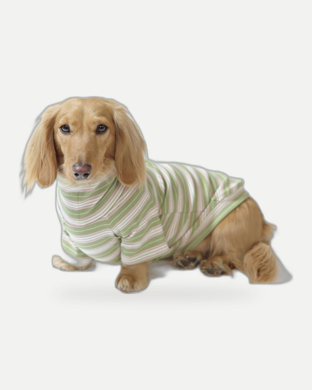 Evergreen Dog Shirt