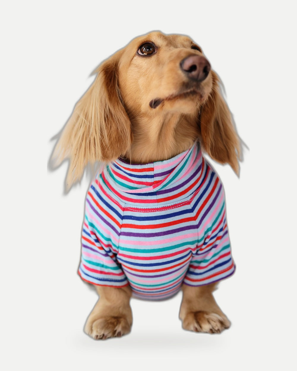 Groovy Stripe Dog Shirt