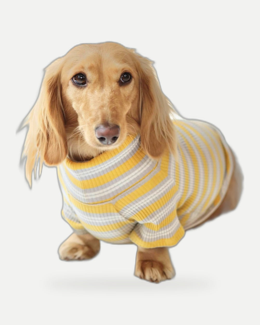 Honey & Haze Dog Shirt
