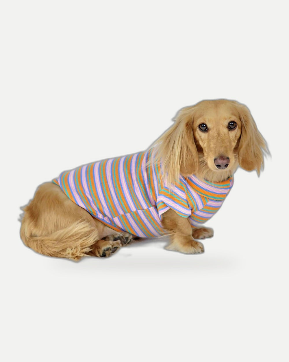 Pumpkin Chai Dog Shirt