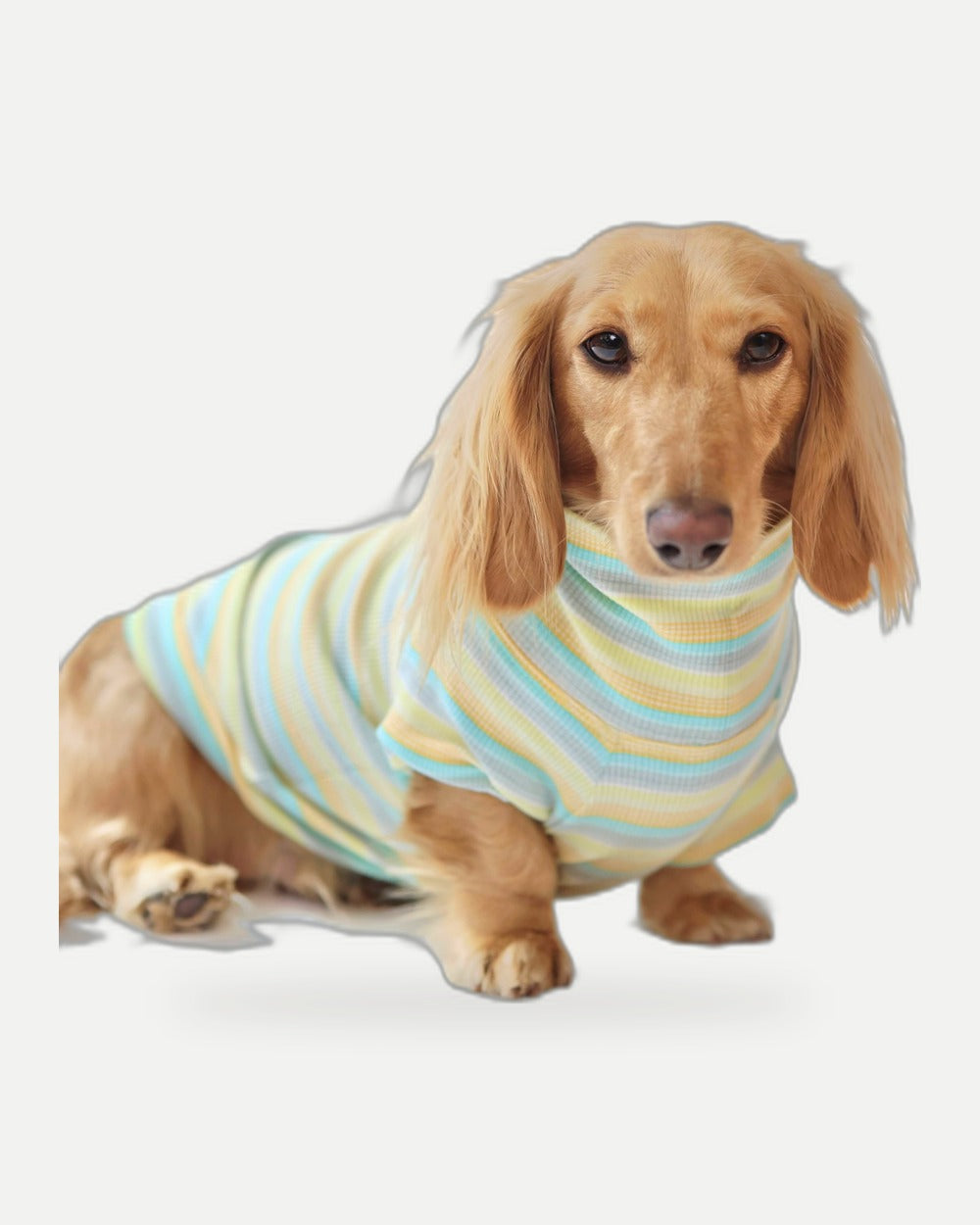 Honeydew Dog Shirt