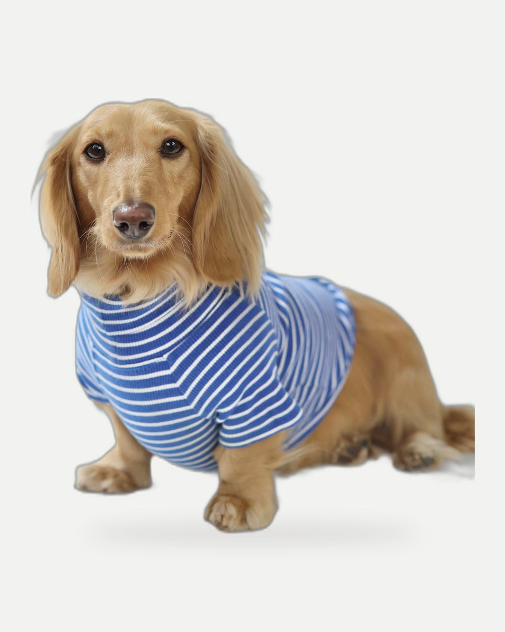 Ocean Breeze Dog Shirt