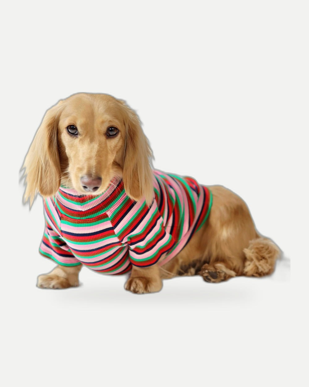 Holiday Pop Dog Shirt