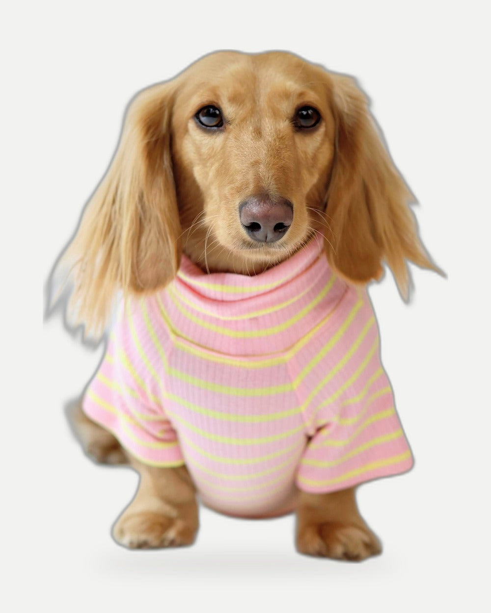 Sherbert Dog Shirt