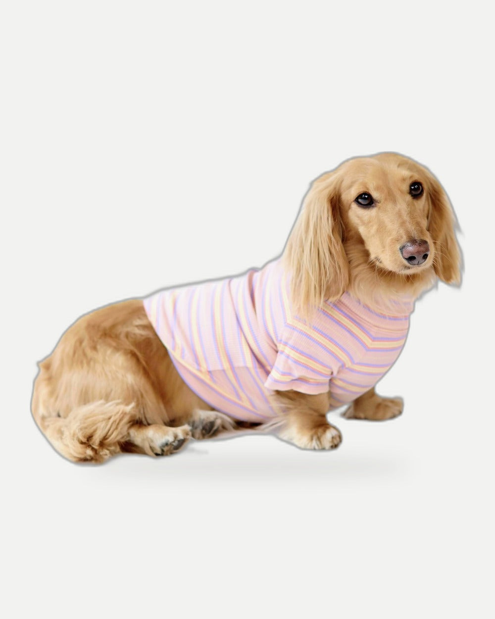 Sunset Sorbet Dog Shirt